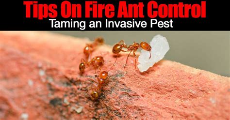 fire ant extermination tips